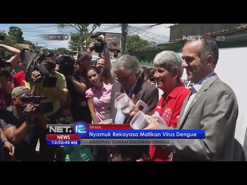 Antisipasi demam berdarah di Brasil nyamuk rekayasa matikan virus Dengue - NET12