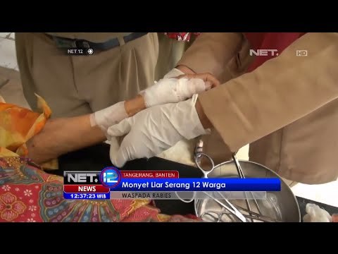 Monyet liar resahkan warga Tangerang - NET12