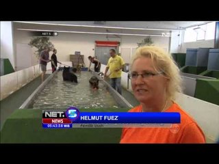 Kolam Renang Anjing di Jerman - NET5