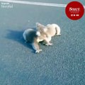 Yol ortasında kavga eden koalalar