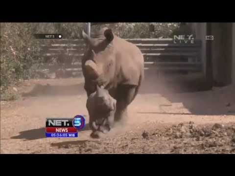 Bayi Badak Putih Betina Lahir di Israel -NET5
