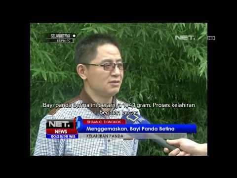 Kelahiran Bayi Panda di Tiongkok - NET24