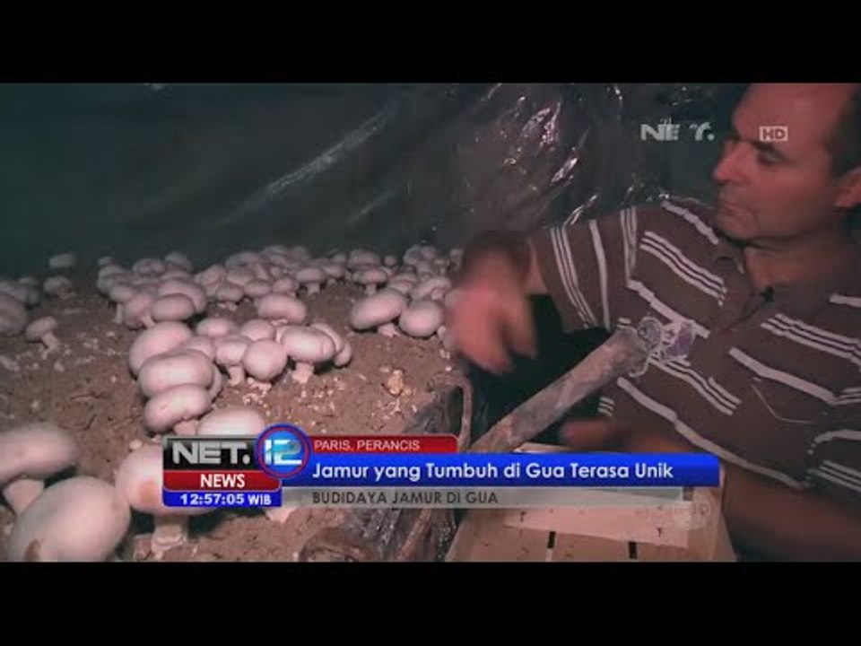 Budidaya jamur di Gua - NET12