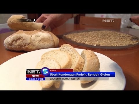 Peneliti Italia Temukan Gandum Ramah Gluten -NET5