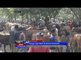 Harga sapi kurban naik di Yogyakarta karena kemarau - NET12