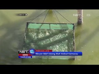 Kemarau akibatkan banyak bibit udang di Pamekasan mati - NET12