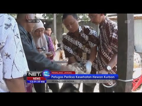 Dinas Peternakan Pemalang lakukan pemeriksaan hewan kurban - NET12