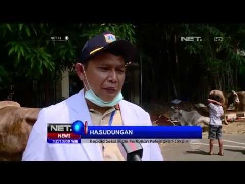 Bahaya plastik hitam untuk kemasan daging kurban - NET12