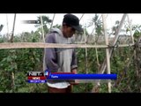 Dampak Musim Kemarau Kebun Tomat Membusuk - NET24