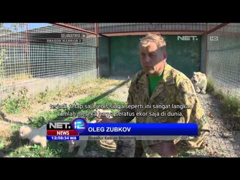 Tiga bayi singa putih jenis satwa langka - NET12