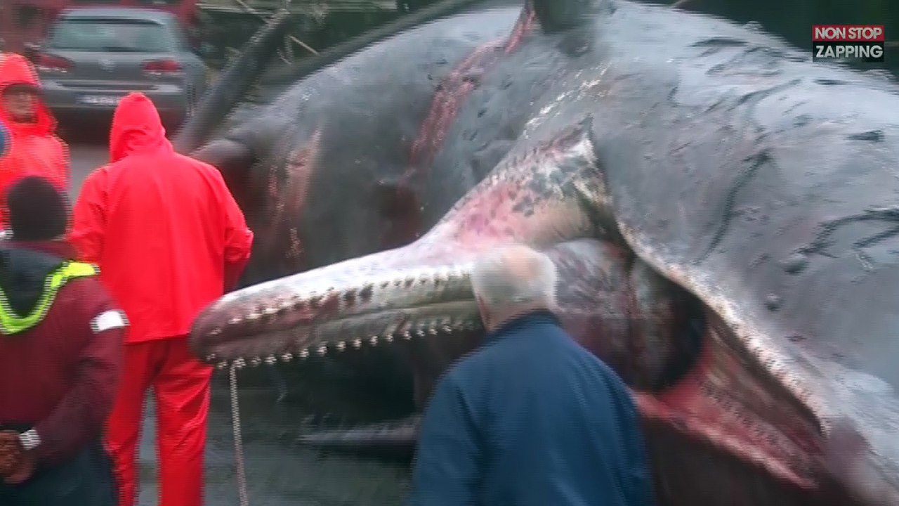 Iles Féroé : Le ventre d'une baleine morte explose brusquement (vidéo)