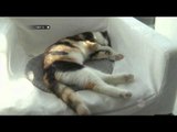 Cafe Cat Town Amerika nongkrong di Kafe sambil ditemani kucing lucu - NET12