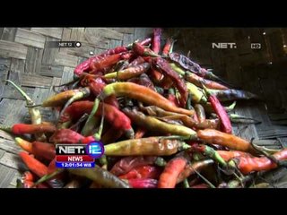 Cabai Busuk Terpaksa Dijual di Jember -NET12