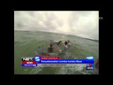 Lumba lumba Risso terdampar di Pantai Utara Curl Curl Sydney - NET5