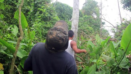 ONG difunde captura de un perezoso para explotación animal