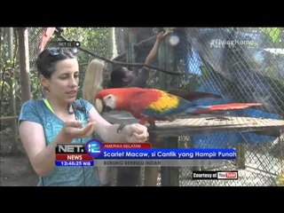 Beruang berbulu Indah di dunia - NET12