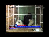 Panda Raksasa Terluka di Cina - NET24