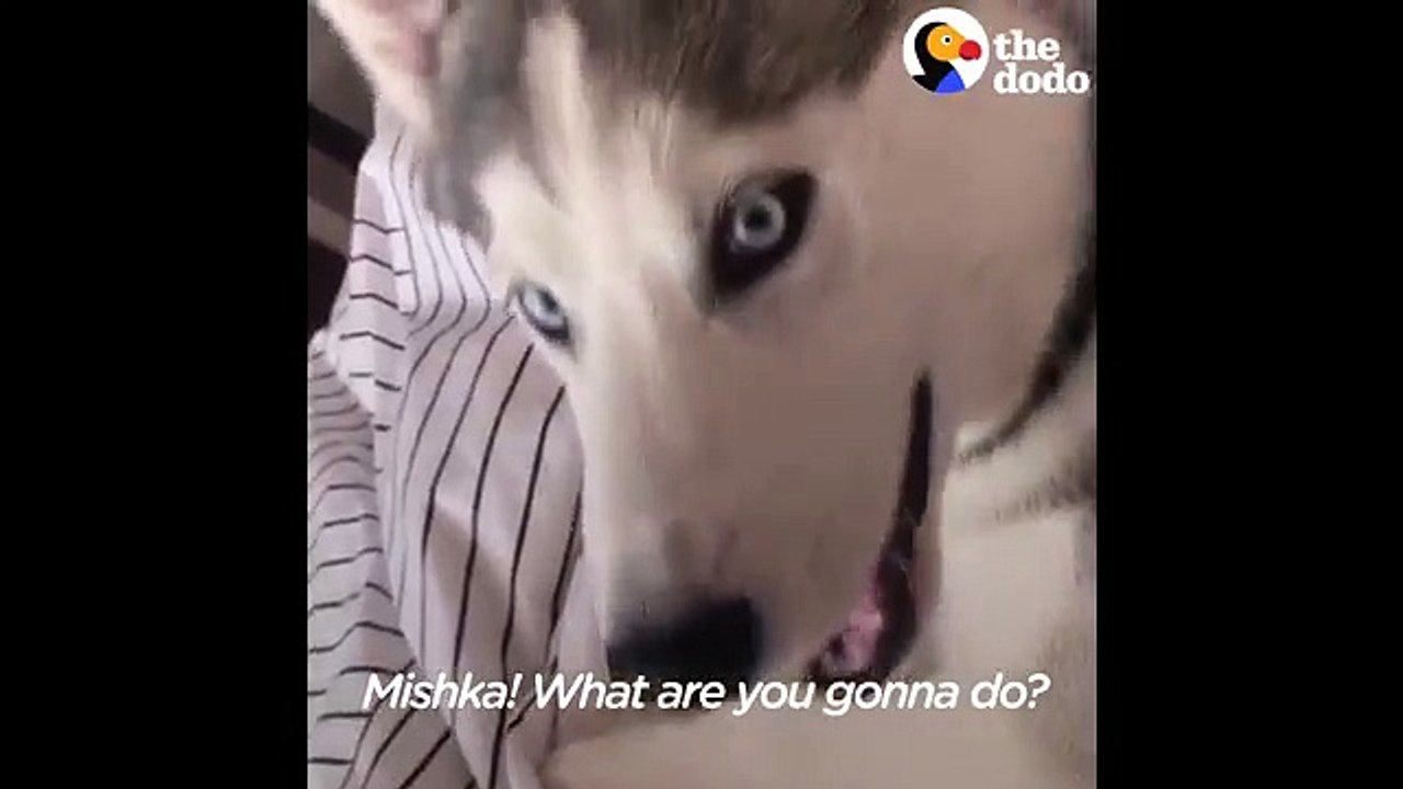 À tomber de rire. Regardez la réaction hilarante de ce husky lorsque son maître lui demande de quitter son lit !