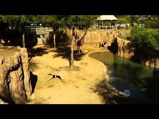 Jerapah diberi nama dari hasil jajak pendapat - NET5