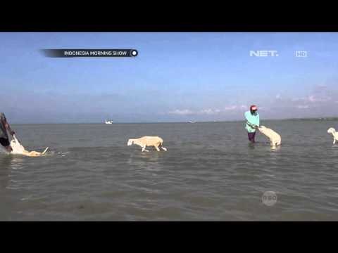 Kenaikan Harga BBM Juga Berimbas ke Sapi dan Kambing yang Akan Berlayar -IMS