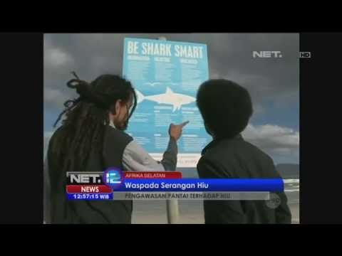 Serangan Hiu Putih Besar Terjadi di Afrika Akibat Perubahan Musim dan Pola Makan Hiu -NET12