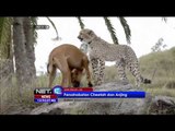 Cheetah Bersahabat dengan Anjing -NET12