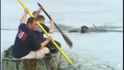 Terrible ! Coincé au milieu d’une rivière de glace, ce chien a failli mourir de froid. (vidéo)