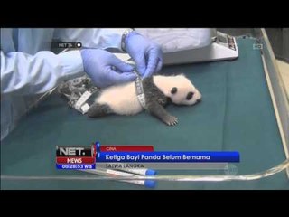Panda kembar tiga di China - NET24