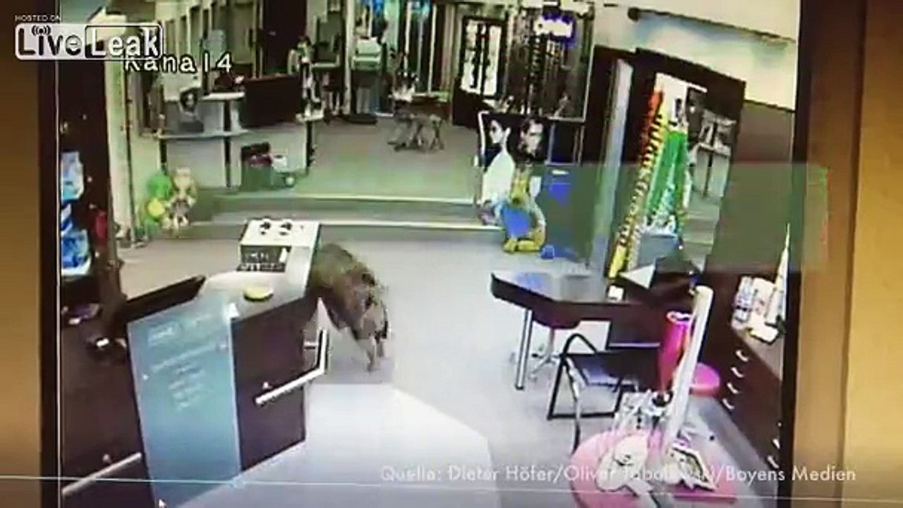 Wild boars attack 4 People in Germany