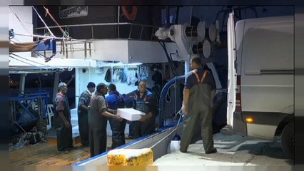 Cientistas recomendam captura zero da sardinha em 2018