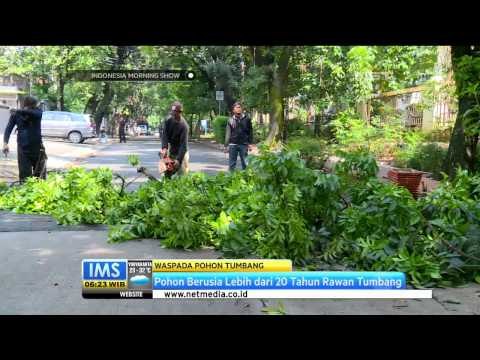 Lebih dari 100 ribu pohon di Jakarta Rawan Tumbang - IMS