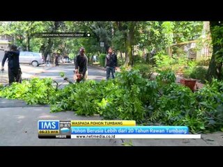 Lebih dari 100 ribu pohon di Jakarta Rawan Tumbang - IMS