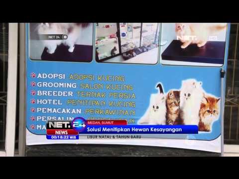 Penitipan kucing meningkat jelang libur akhir tahun - NET24