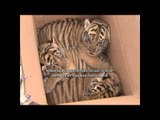 Kebun binatang Chongqing perkenalkan tiga anak harimau baru - NET5
