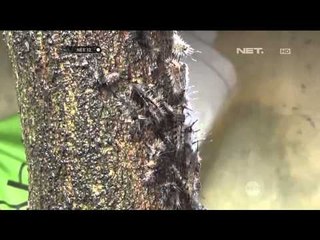 Wabah Ulat Bulu Meluas di Ponorogo - NET12
