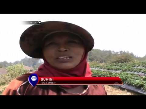 Berkah kemarau untuk petani Stoberi - NET24