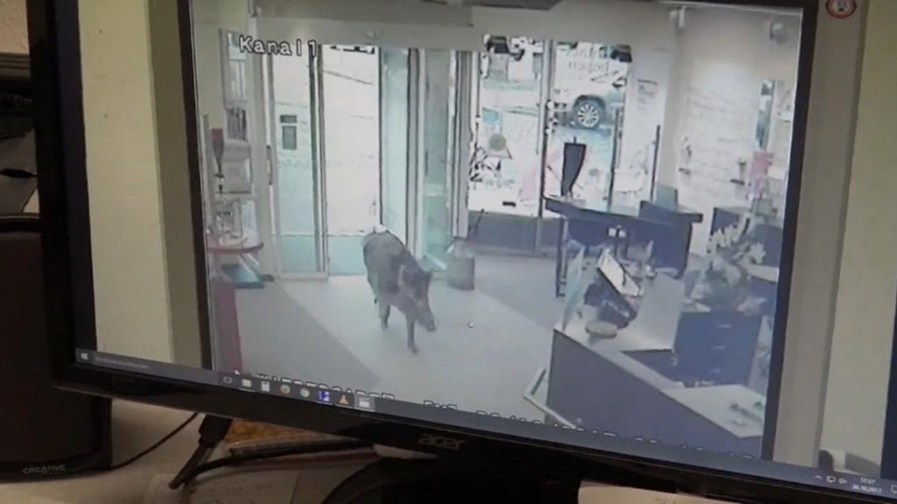 Wildschweine randalieren in Kleinstadt Heide