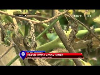 Download Video: Kebun Tomat di Subang gagal panen - NET5