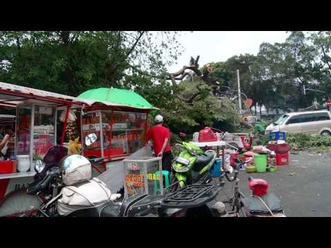 Agenda Korban tumbangnya pohon tua mendapat santunan - NET5