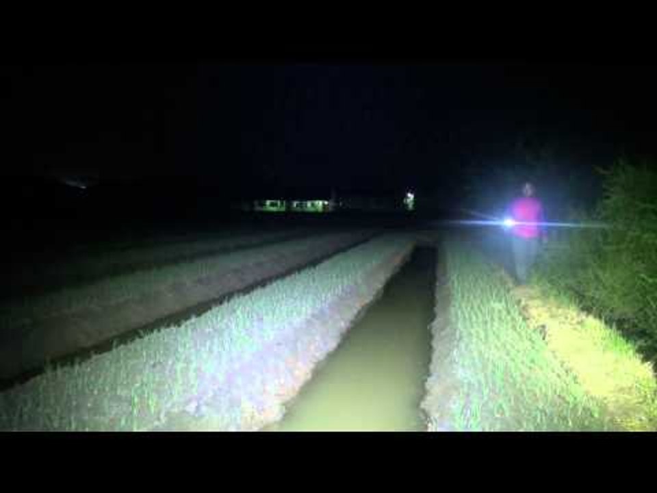 Harga mahal petani ronda jaga bawang merah - NET5