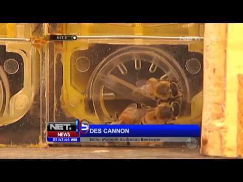 Inovasi baru teknik pengaliran madu ke penampungan - NET5
