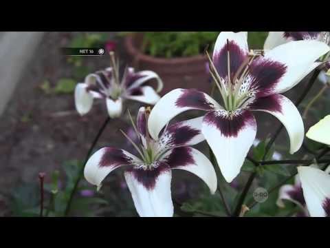 Tumbuhan Yang Dapat Mengurangi Polusi Udara - NET16