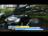 Hujan Merobohkan Pohon di Yogyakarta - IMS