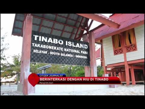 Berinteraksi Dengan Hiu di Tinabo, Sulawesi Selatan - IMS