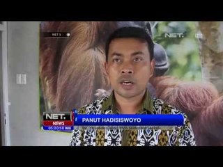 Pelepasan Orang Utan Akibat Terjebak di Kebun Sawit NET5