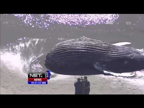 Paus Terdampar di Perairan California - NET5