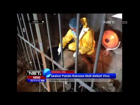 Seekor Panda Raksasa Mati Akibat Virus di Cina - NET5