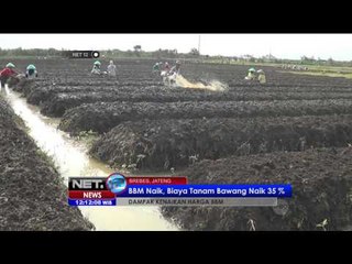 Petani keluhkan kenaikan ongkos tanam bawang naik - NET12