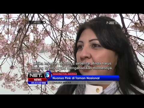 Keindahan Bunga Sakura di Amerika Serikat - NET5
