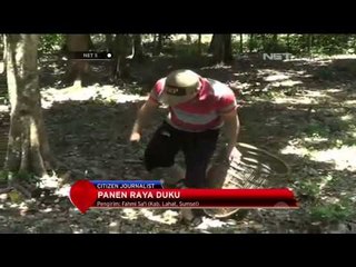 Warga Sumsel memetik langsung buah duku dari pohonnya - NET5